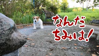 【ジャックラッセルテリア】隠れ公園を散歩したら新たなる敵に遭遇した