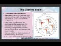 Biology - The Menstrual Cycle