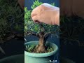 雀舌羅漢松 長期計劃中品系列 246 long term plan for medium size podocarpus. podocarpus 一步一腳印 雀舌羅漢松 長期計劃中品系列