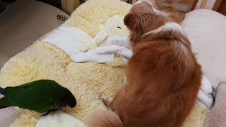 【ゆる】手に怒るミロ、声が気になって飛んでくるよもちゃん。そしてミロ逃げる‥　チワワ ウロコインコ Chihuahua Green-cheeked parakeet