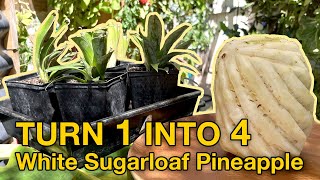 How To Turn 1 Into 4 Pineapples + Tasting