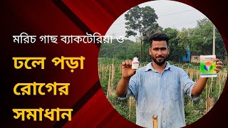 মরিচ গাছ ব্যাকটেরিয়া ও ডলে পড়া রোগ থেকে সমাধান হতাশ নয় বর্তমান উন্নত মানের কীটনাশক কৃষকের পাশে #