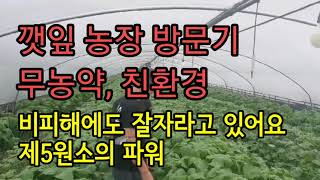 깻잎 농장 비 피해에도 끄덕없이 친환경 재배를 하고 있어요(제5원소)