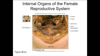 BIOL224 Week 9 Part 1