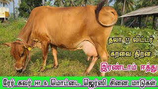 ரேர் கலர் செவலை வெள்ளை Hf மாடு மற்றும் சூப்பர் Quality ஜெர்ஸி சினை மாடுகள் விற்பனை