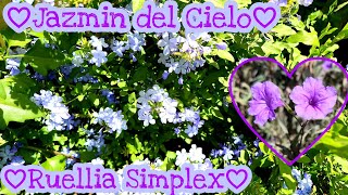 💖🌿Jazmín del cielo o Celestina y Ruellia Simplex🌿💖