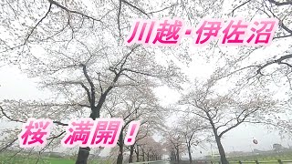 2023 川越・伊佐沼の桜　　さぁ、満開ですよ～