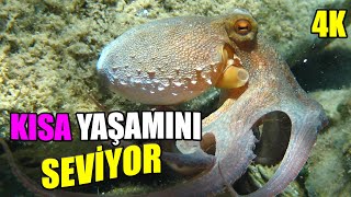 Octopus Loves Short Life | Ahtapot Kerimcan Kısa Hayatından Keyif Almasını Seviyor | Görüntü Avı