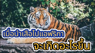 [สารคดี] เมื่อนำเสือไปแอฟริกาจะเกิดอะไรขึ้น#สารคดี#สารคดีสัตว์โลก #เสือ