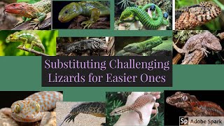Easier Alternatives to Challenging Lizards