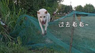 中华田园犬田间跨栏，小白凌空飞渡，灰灰却让人大跌眼镜！