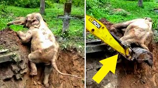Forest Officials Rescue A Baby Elephant Stuck In A Muddy Ditch With The Help Of A JCB