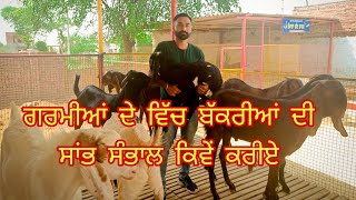 ਗਰਮੀਆਂ ਦੇ ਵਿੱਚ ਬੱਕਰੀਆਂ ਦੀ ਸਾਂਭ ਸੰਭਾਲ | Garmiaa de wich bakriya di sambhal | goat farming | Ilti Lana