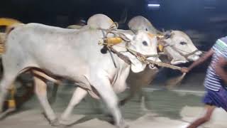 Inapuru RR bulls ARYA SURYA