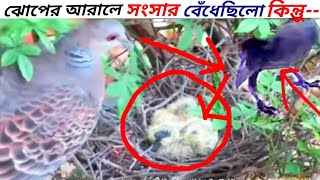 হতভাগা ঘুঘু পাখির কষ্টের জীবন কাহিনী | Bird Stories | The Life Story of Dove Bird | Jamuna tv |