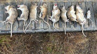 Trapping flairs abandoned ranch vlog 28 rat infestation