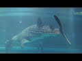 Osaka Kaiyukan Aquarium (2/2) Magnificent Whale Sharks - Osaka Japan July 2024