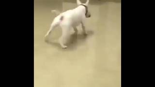 Initial D - Dancing Dog