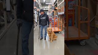 Greenville Goldens 15mth old Aslan store work 12-15-20