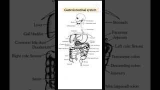 Gastrointestinal system🩺🥼||#gastrointestinal_system#bsc_nursing#class_12th_biology#doctors#gnm#anm||