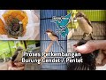 Burung Pentet / Cendet calon Gondrong anakan.