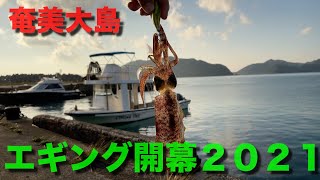 【奄美大島の釣り】2021年エギング開幕戦！今季のイカは？