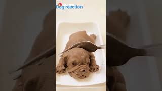 Dog reaction #short video