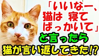 「いいなー、猫は寝てばっかいて」と言ったら、猫が言い返してきた!?【猫の不思議な話】【朗読】