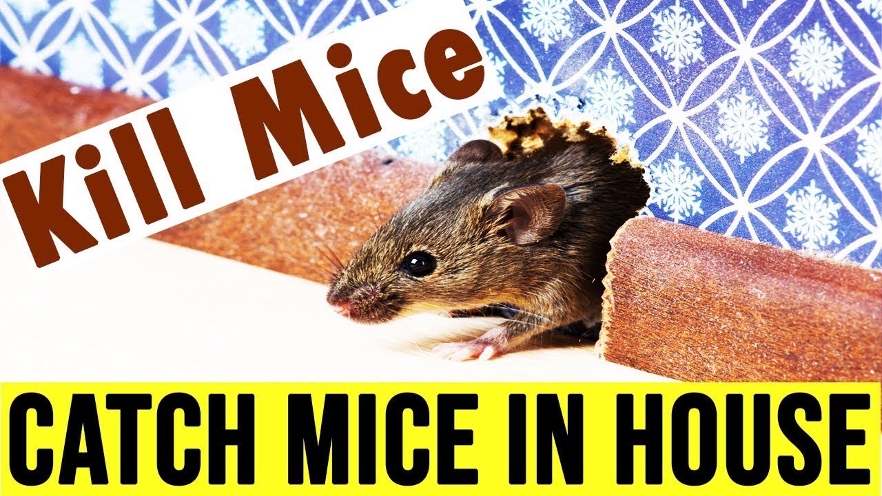 How To Get Rid Of Mice Naturally | Do You Get Rid Of Mouse In House ...