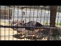 20240504 王子動物園 ダチョウ