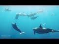 528 hz 936 hz healing dolphin singing for energy restoration stress relief and deep sleep💤