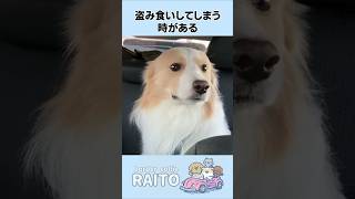 盗み食いがバレてピンチな時に切り抜ける天才犬の特技とは..?【ボーダーコリー】#shorts