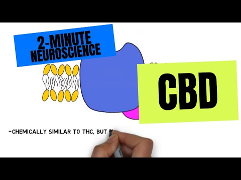 Does CBD build up in your system over time?