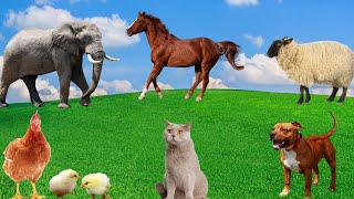 Animal Moments: Chicken, Elephant, Cow, Sheep, Dog, Cat - Animal Sounds