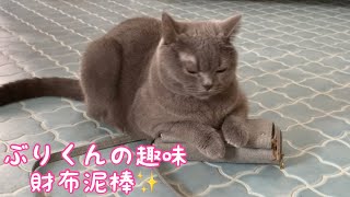 [British Shorthair] A cat that gets in the way and gets angry with a junior cat