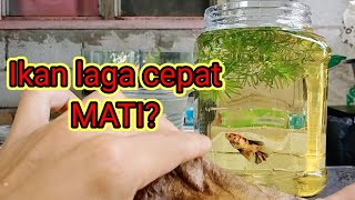 Cara menjaga ikan laga agar tidak cepat MATI