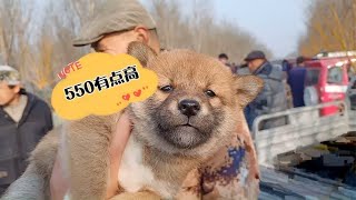 宠物市场500淘一只纯种小柴犬