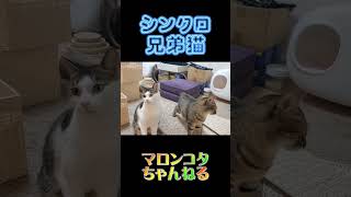 シンクロする仲良し兄弟猫 #shorts