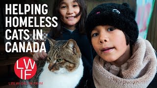 Helping Homeless Cats (in Canada)