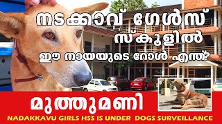 നടക്കാവ് സ്കൂളിന്റെ കാവലാളായി മുത്തുമണിI Muthumani Dog in Nadakkavu school