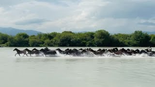 我在新疆昭苏看“天马浴河”表演