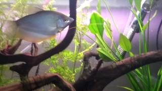 Trichogaster microlepis. Breeding  Moonlight gourami. Нерест Лунных гурами