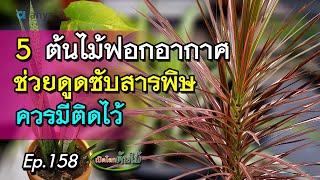 5 ต้นไม้ฟอกอากาศช่วยดูดซับสารพิษ ควรมีติดบ้าน | Aranya Channel