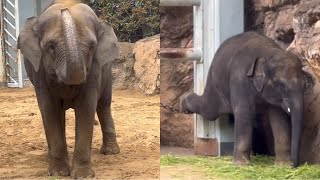 ママとのんびりお食事🌿🐘😋　5月21日 上野動物園