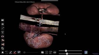 Anatomage Table: Urinary system