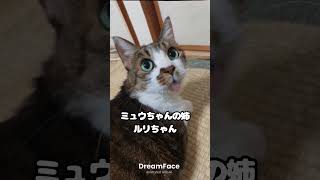 APTを歌うルリちゃん（ミュウちゃんの姉）#猫#ねこ#cat#apt#あーぱつあぱつ#保護猫#shorts