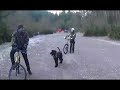 dogscooter training 1