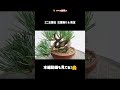 mini whitepine old leaf removal u0026 pruning. short version shorts beginner bonsai