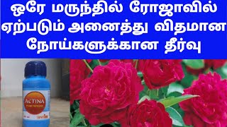 ஒரே மருந்தில் ரோஜாவை தாக்கும் அனைத்து நோய்களையும் விரட்டி அடிக்கலாம் | மிகக் குறைவான செலவு தான் |