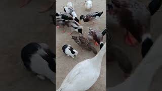 Duck 😀 #chickensong#youtubeshorts #viralvideo #shortfeed #Animalszoo-V1